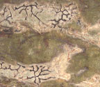 Phaeographis pseudostromatica