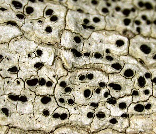 Phaeographis punctiformis