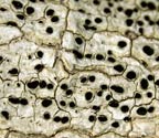 Phaeographis punctiformis
