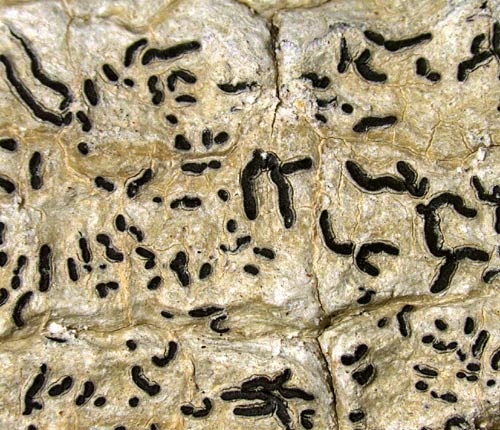 Phaeographis quadrifera