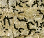 Phaeographis quadrifera
