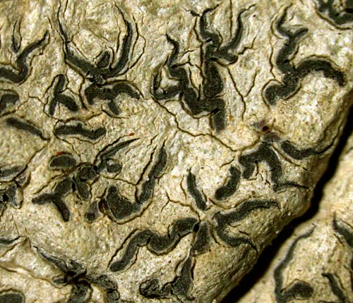 Phaeographis quadrifera