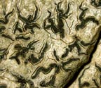 Phaeographis quadrifera