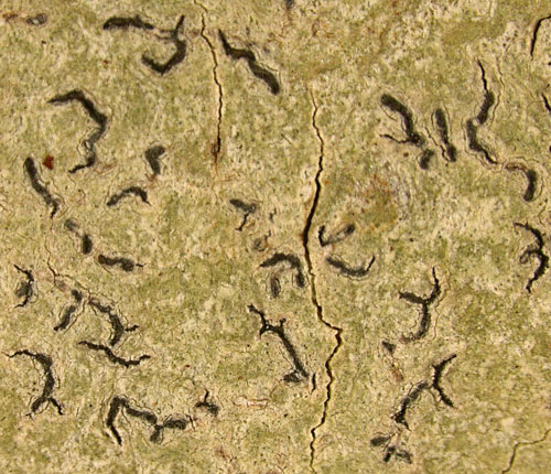 Phaeographis quadrifera