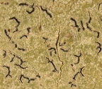 Phaeographis quadrifera