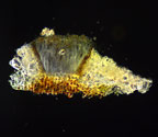 Phaeographis quadrifera