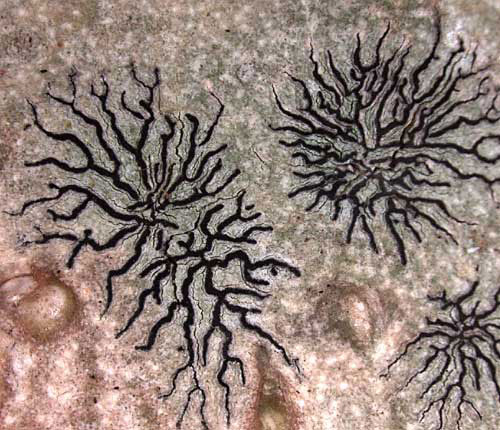 Phaeographis radiata