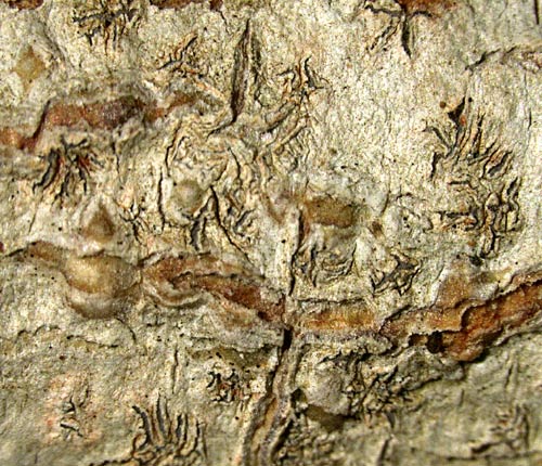 Phaeographis subfulgurata