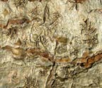 Phaeographis subfulgurata