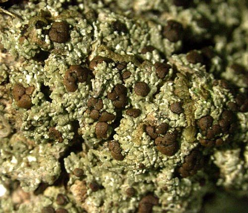 Phyllopsora buettneri