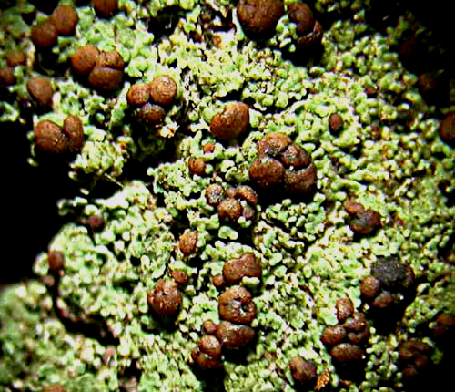 Phyllopsora buettneri