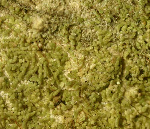 Phyllopsora canoumbrina