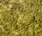 Phyllopsora canoumbrina