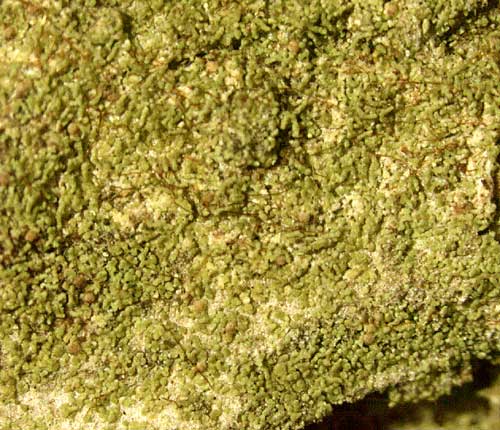 Phyllopsora canoumbrina