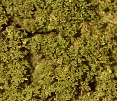 Phyllopsora confusa