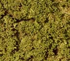 Phyllopsora confusa