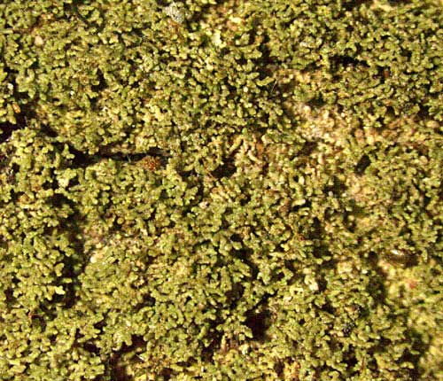 Phyllopsora confusa