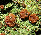 Phyllopsora isidiolyta