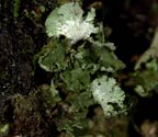 Phyllopsora labriformis