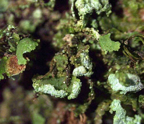 Phyllopsora labriformis