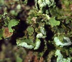 Phyllopsora labriformis