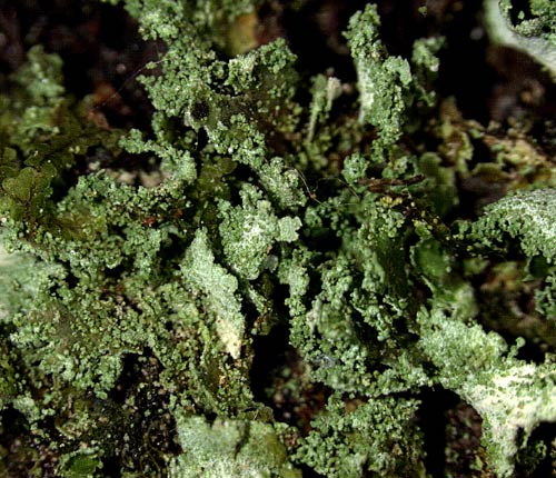 Phyllopsora labriformis