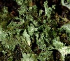 Phyllopsora labriformis