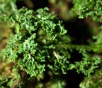 Phyllopsora lacerata