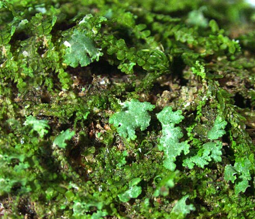Phyllopsora lacerata