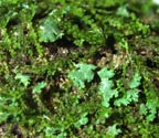Phyllopsora lacerata