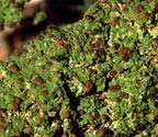 Phyllopsora santensis