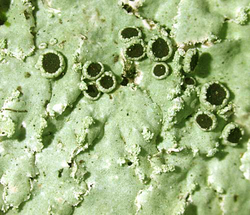 Physcia atrostriata