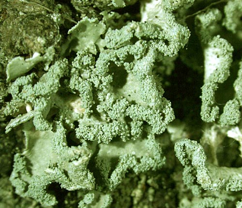 Physcia crispa