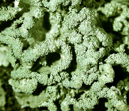 Physcia crispa