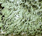 Physcia neogaea