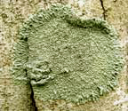 Physcia neogaea