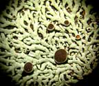 Physcia neogaea