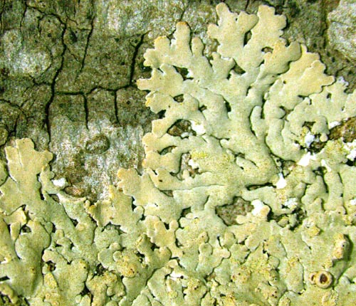 Physcia poncinsii