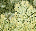 Physcia poncinsii