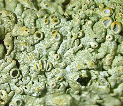 Physcia pumilior