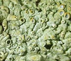 Physcia pumilior