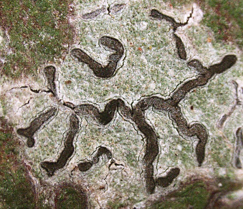 Platygramme coccinea
