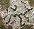 Platygramme coccinea