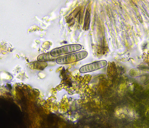 Platygramme coccinea ascospores