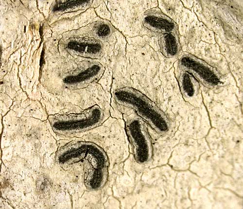 Platygramme elegantula