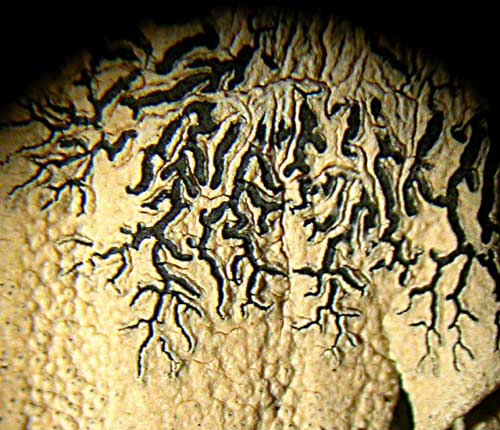 Platygramme pachnodes