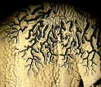 Platygramme pachnodes