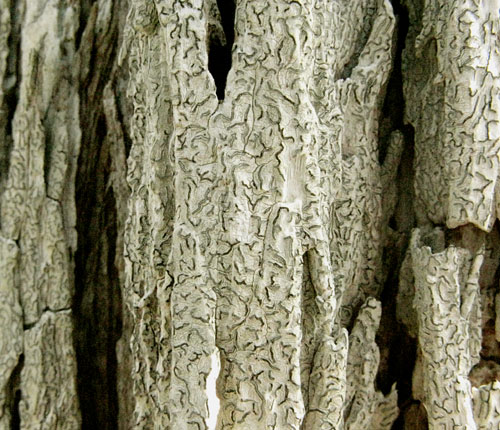 Platygramme pachnodes