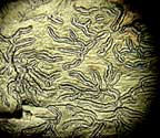 Platygramme pachnodes