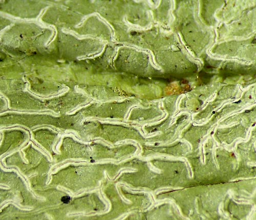 Platythecium floridanum